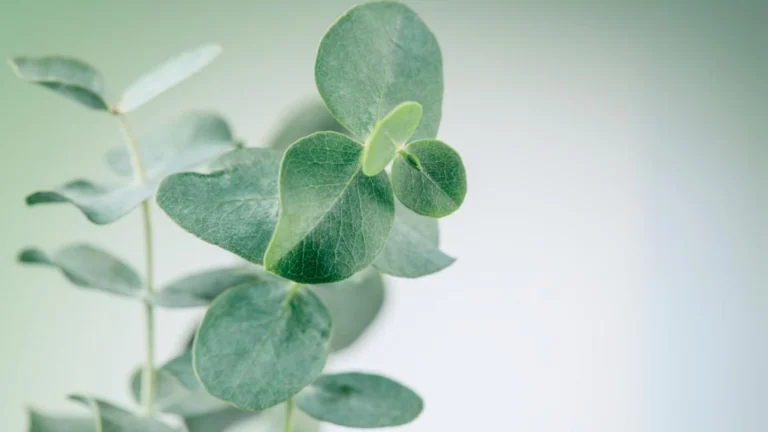 İstilacı Türler ve Peyzaj Mimarlığındaki Tehlike